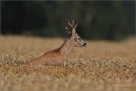 <p>SRNEC OBECNÝ (Capreolus capreolus) Šluknovskop - Jiříkov --- /European roe deer - Reh/</p>